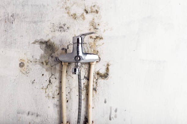 Best Bathroom Mold Remediation in Seymour, WI