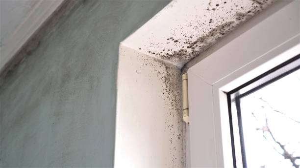 Best DIY Mold Remediation Support Services in Seymour, WI