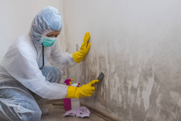 Best Crawl Space Mold Remediation in Seymour, WI
