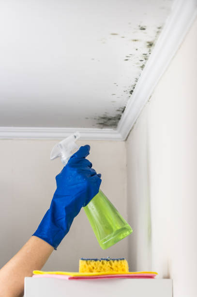 Best Industrial Mold Remediation in Seymour, WI